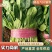 大叶菠菜产地直发全年供应商超优供品质
