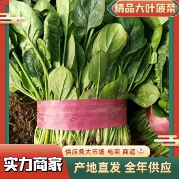 大叶菠菜产地发货品质保证欢迎联系接商超市场电商
