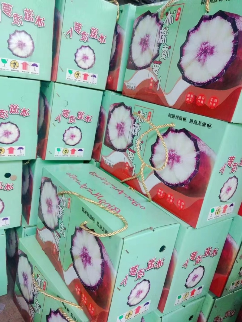 冰激凌萝卜，山东水果萝卜，大量效果质量保障，全国各地供应