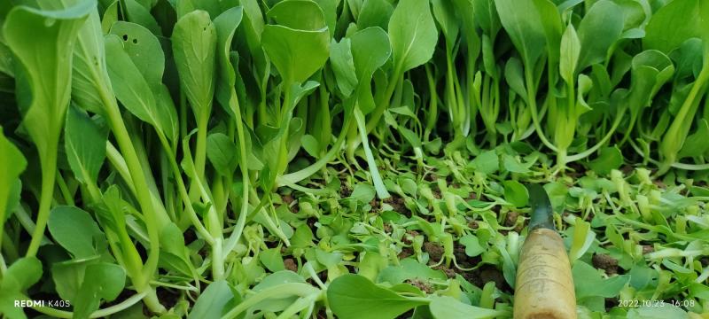 深圳鸡毛菜基地！长年每天新货供应！深圳现割每天从深圳发货