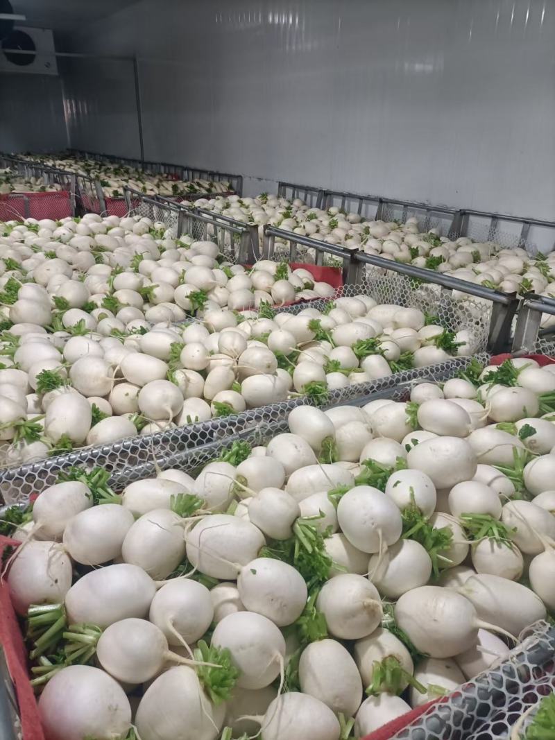 圆根萝卜，圆萝卜，圆白萝卜潼南，遂宁泥萝卜洗萝卜大量供应