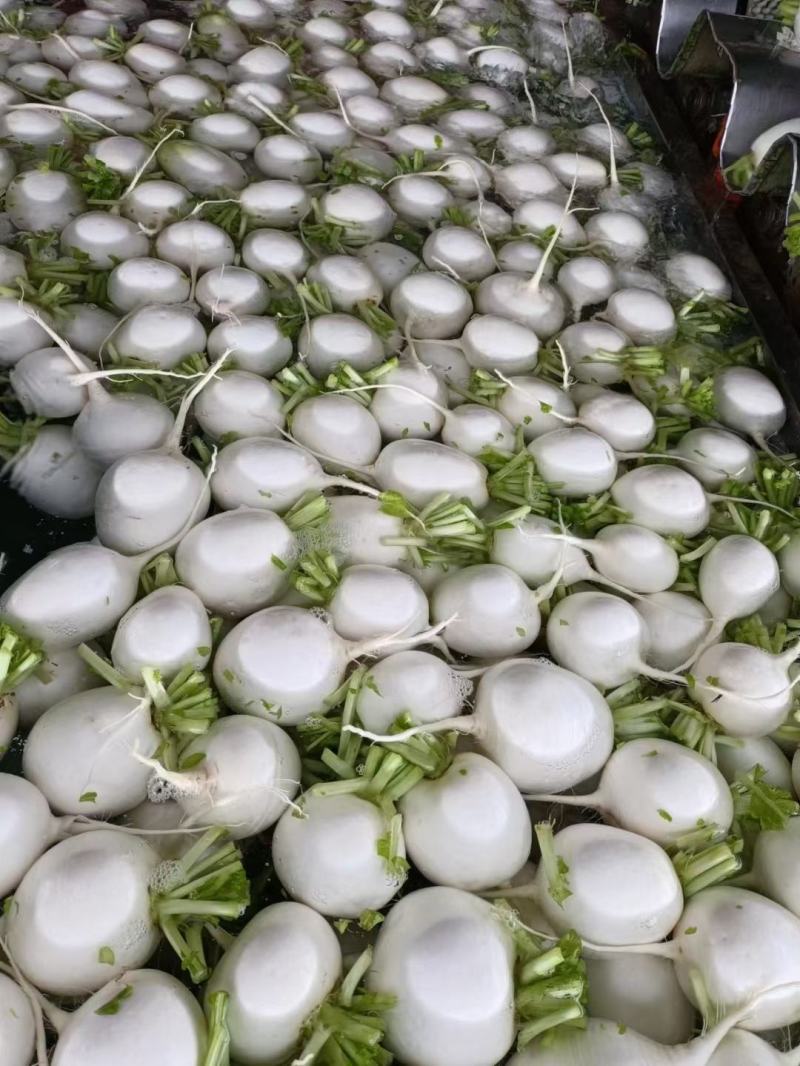 圆根萝卜，圆萝卜，圆白萝卜潼南，遂宁泥萝卜洗萝卜大量供应