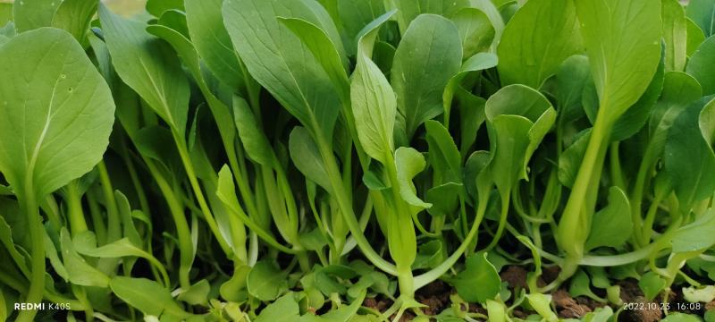 深圳鸡毛菜基地！长年每天新货供应！深圳现割每天从深圳发货