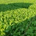 深圳鸡毛菜基地！长年每天新货供应！深圳现割每天从深圳发货