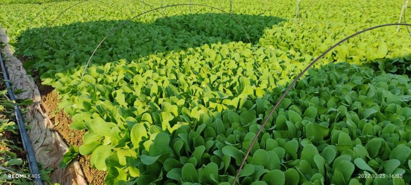 深圳鸡毛菜基地！长年每天新货供应！深圳现割每天从深圳发货