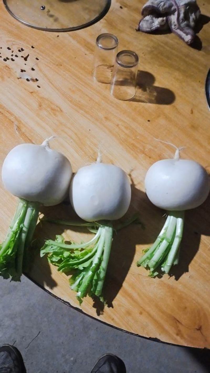 遂宁圆根萝卜，圆萝卜，圆白萝卜，泥货，洗货大量供应