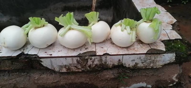 遂宁圆根萝卜，圆萝卜，圆白萝卜，泥货，洗货大量供应