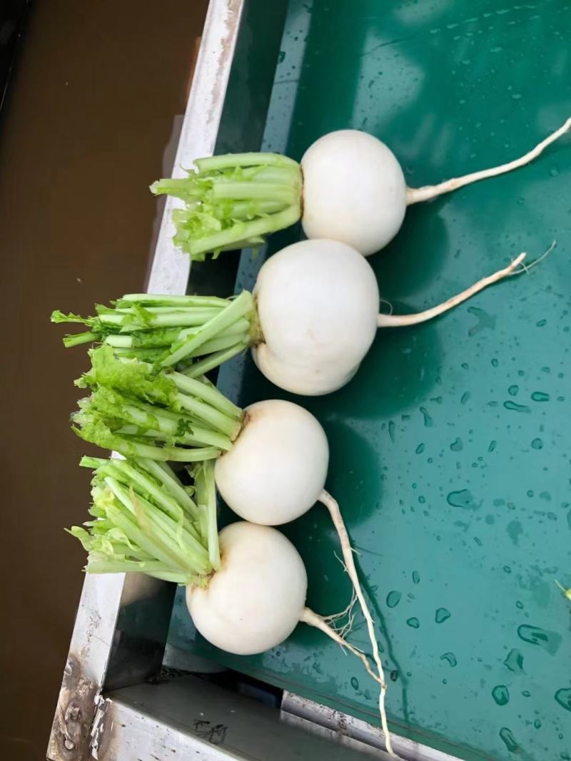 遂宁圆根萝卜，圆萝卜，圆白萝卜，泥货，洗货大量供应