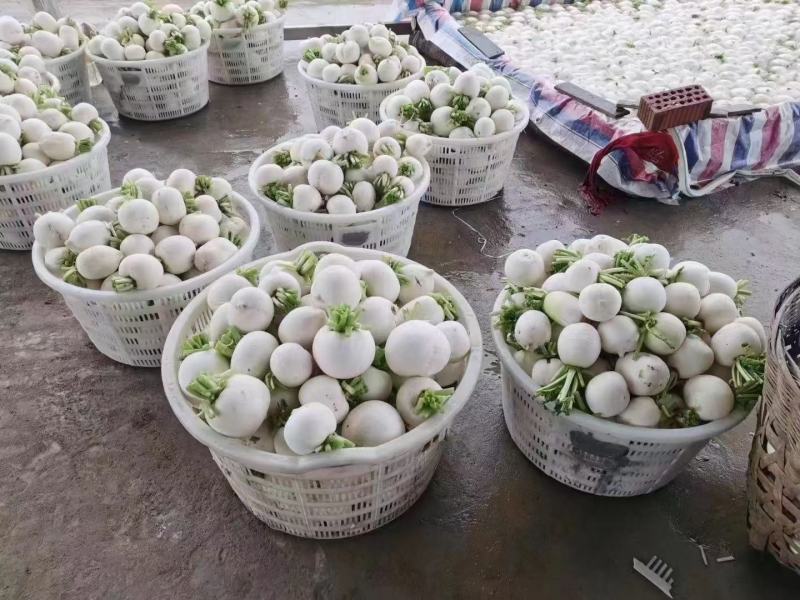 遂宁圆根萝卜，圆萝卜，圆白萝卜，泥货，洗货大量供应