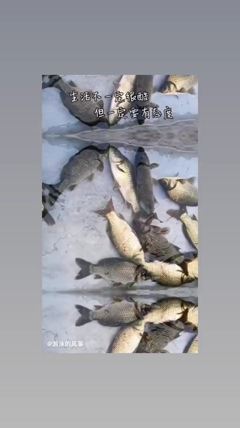 清水河鲫鱼，下钓堂