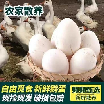 广东鹅蛋批发供应销售自家基地接商超市场电商