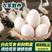 广东鹅蛋批发供应销售自家基地接商超市场电商