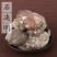 石决明颗粒产地福建有大货量大从优物美价廉买货找永盛