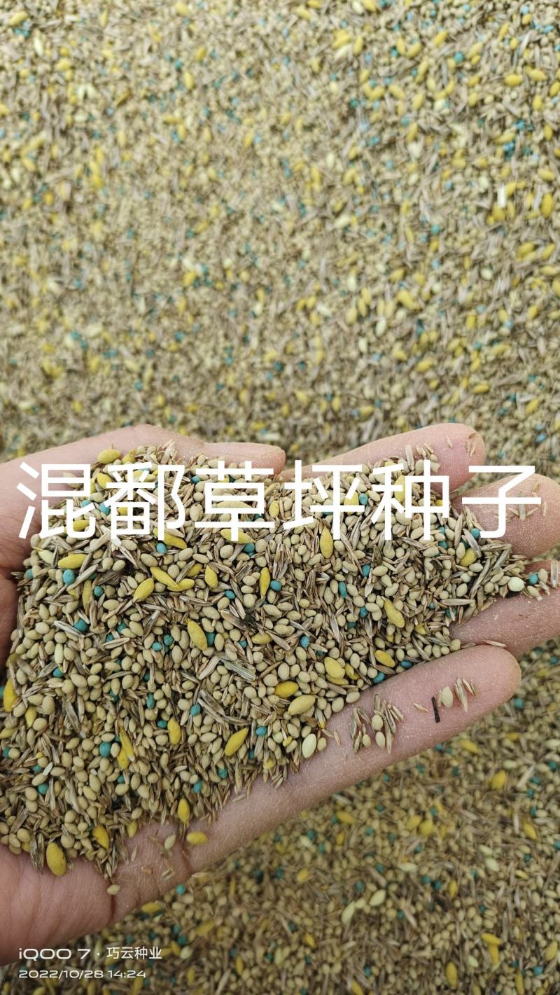 草坪种子黑麦草草籽四季常青绿化护坡狗牙根矮生免修剪草种子
