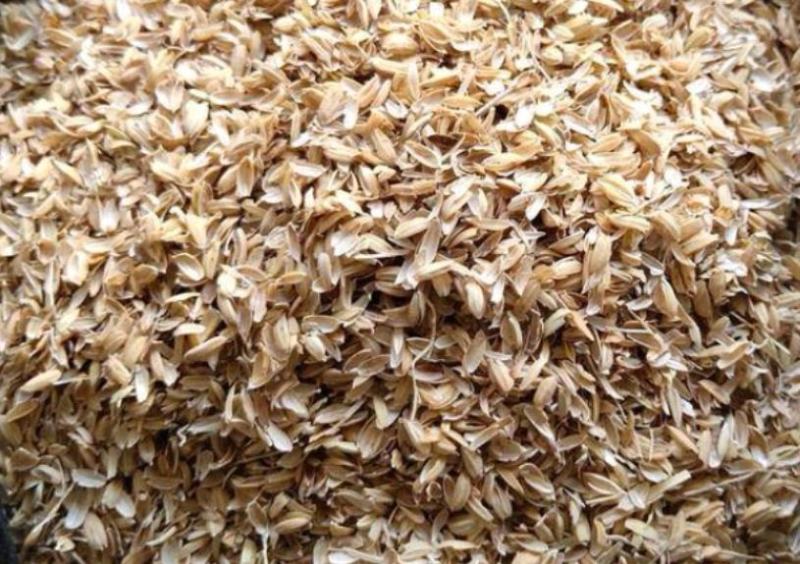 除尘风选高品质稻壳质量有保障应用于物料发酵畜牧垫料填充
