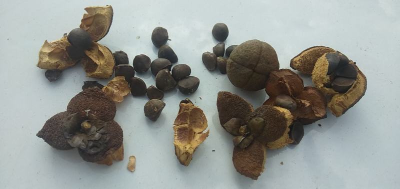 油茶籽干货中小籽30年老树手挑子最后两千多斤，价格优惠