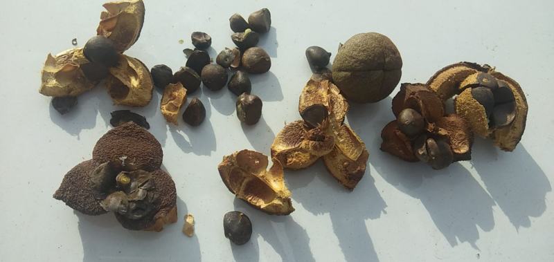 油茶籽干货中小籽30年老树手挑子最后两千多斤，价格优惠