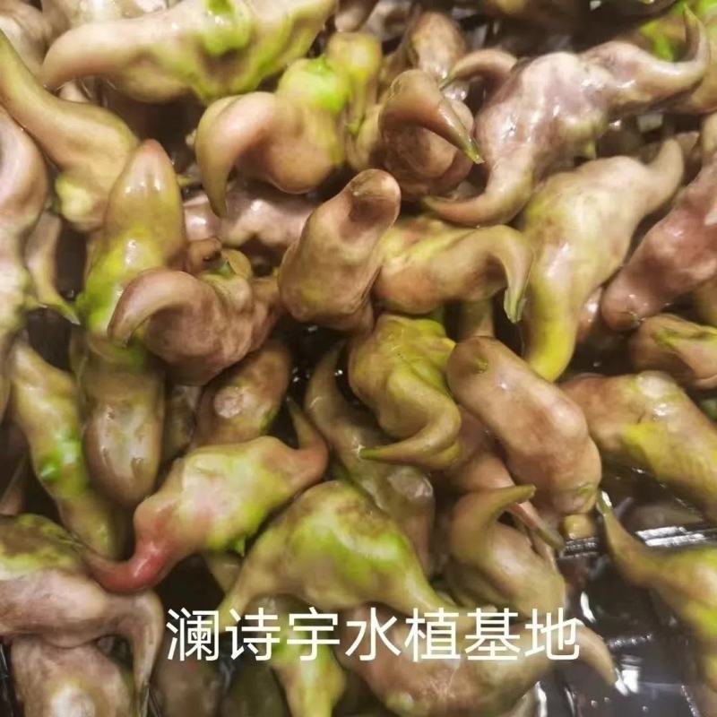 老菱角种子苗池塘水生植物菱角苗种植青菱角种子四季蔬菜红菱