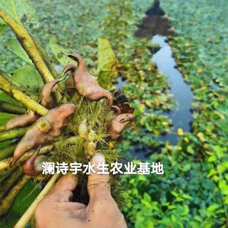 老菱角种子苗池塘水生植物菱角苗种植青菱角种子四季蔬菜红菱