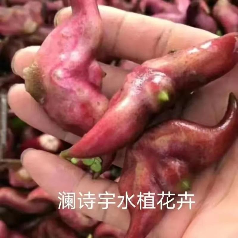 老菱角种子苗池塘水生植物菱角苗种植青菱角种子四季蔬菜红菱