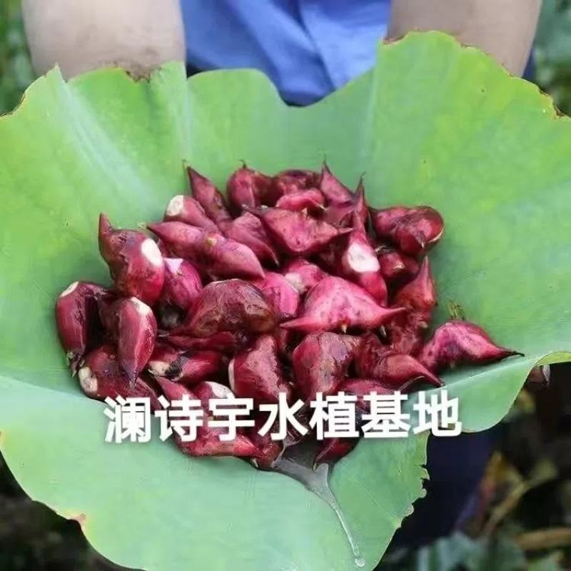 老菱角种子苗池塘水生植物菱角苗种植青菱角种子四季蔬菜红菱