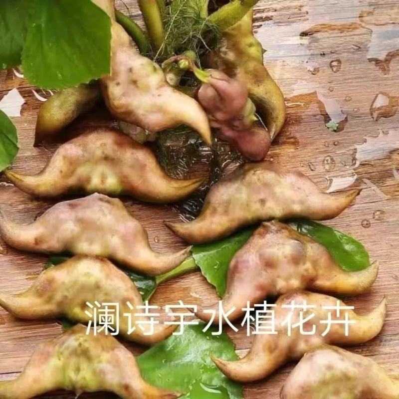 老菱角种子苗池塘水生植物菱角苗种植青菱角种子四季蔬菜红菱