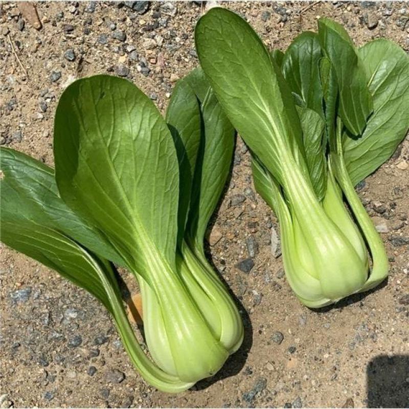 青梗菜种子冬美冠青梗菜种子耐寒抗病叶色油绿叶柄翠绿青梗菜
