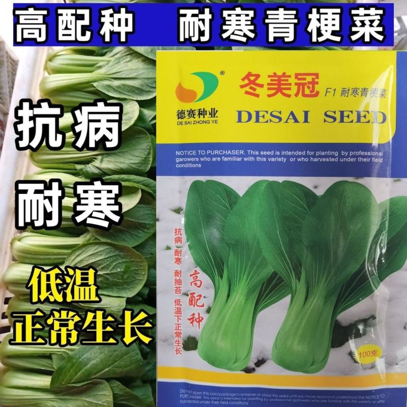 青梗菜种子冬美冠青梗菜种子耐寒抗病叶色油绿叶柄翠绿青梗菜