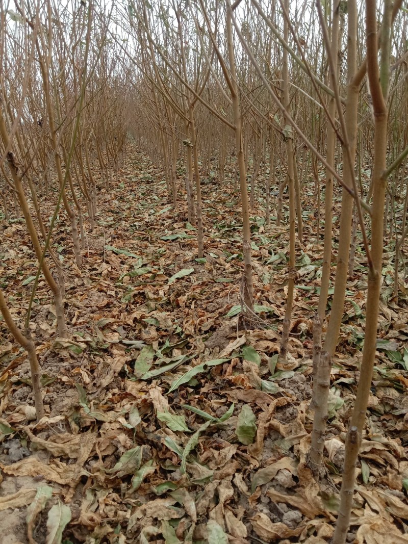 珍珠枣油桃苗3号离核脆甜抗蚜虫丰产保品种假一赔十