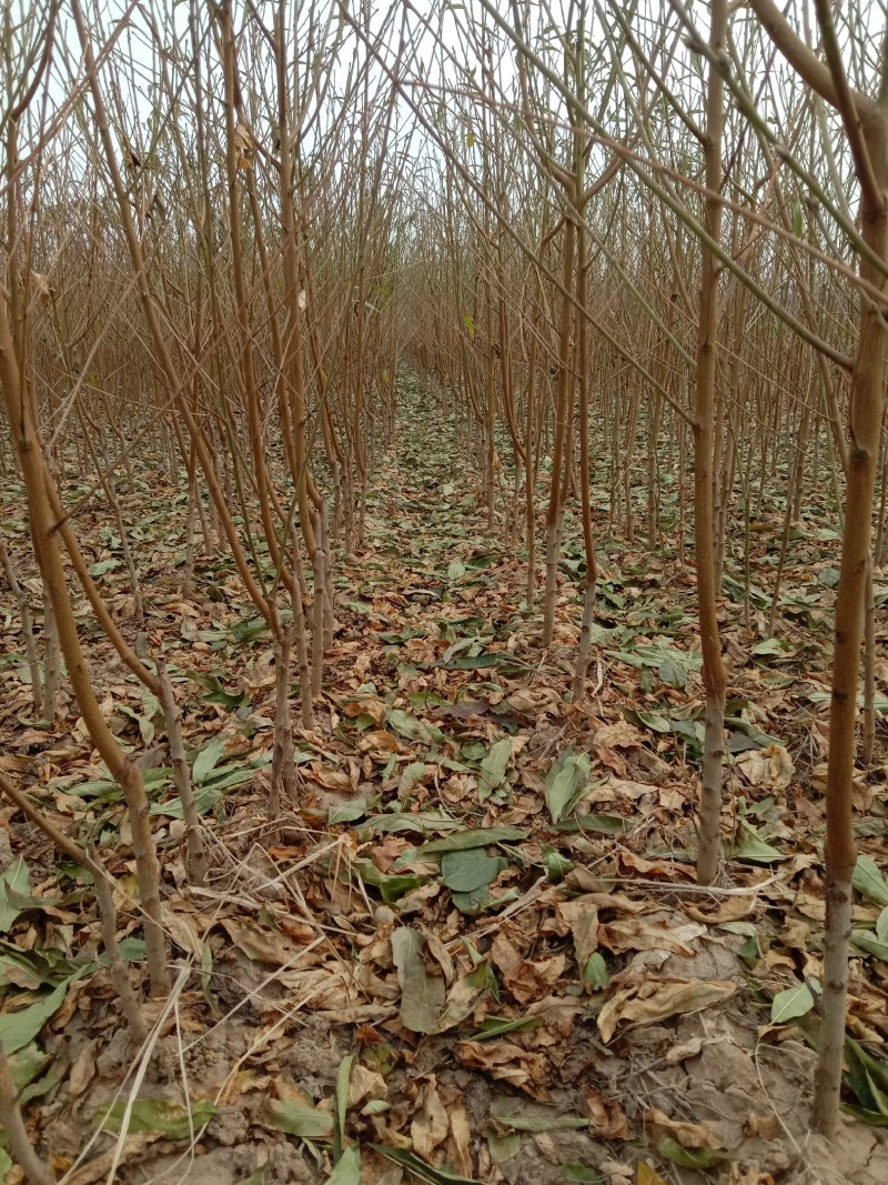 珍珠枣油桃苗3号离核脆甜抗蚜虫丰产保品种假一赔十