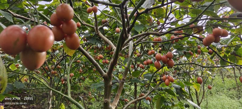 树番茄