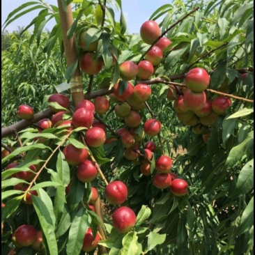 珍珠枣油桃苗3号离核脆甜抗蚜虫丰产保品种假一赔十