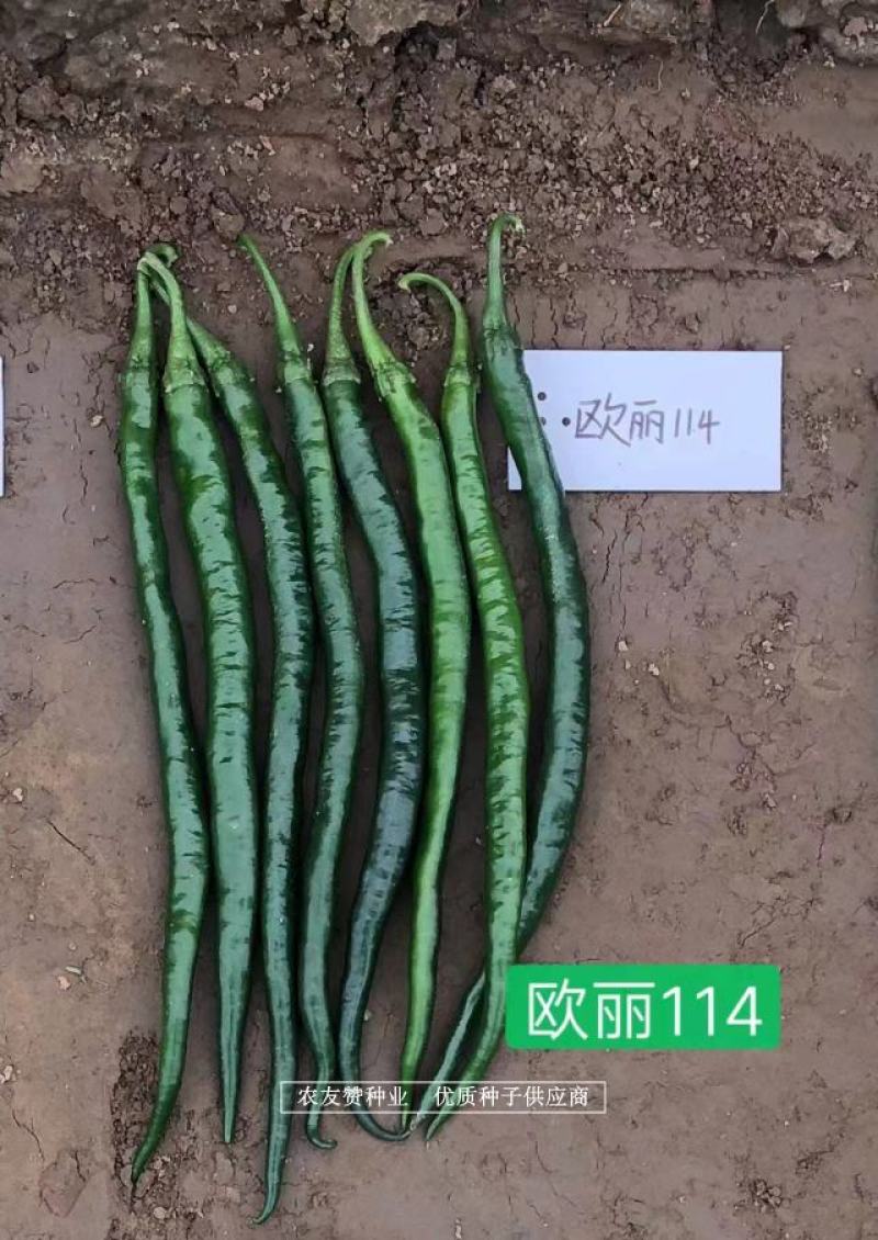 深绿皮长线椒种子欧丽114辣椒种子皮薄味辣，光滑顺直