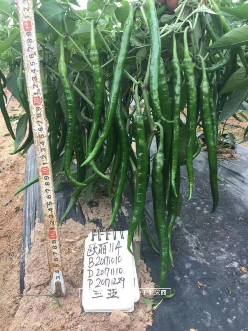 深绿皮长线椒种子欧丽114辣椒种子皮薄味辣，光滑顺直