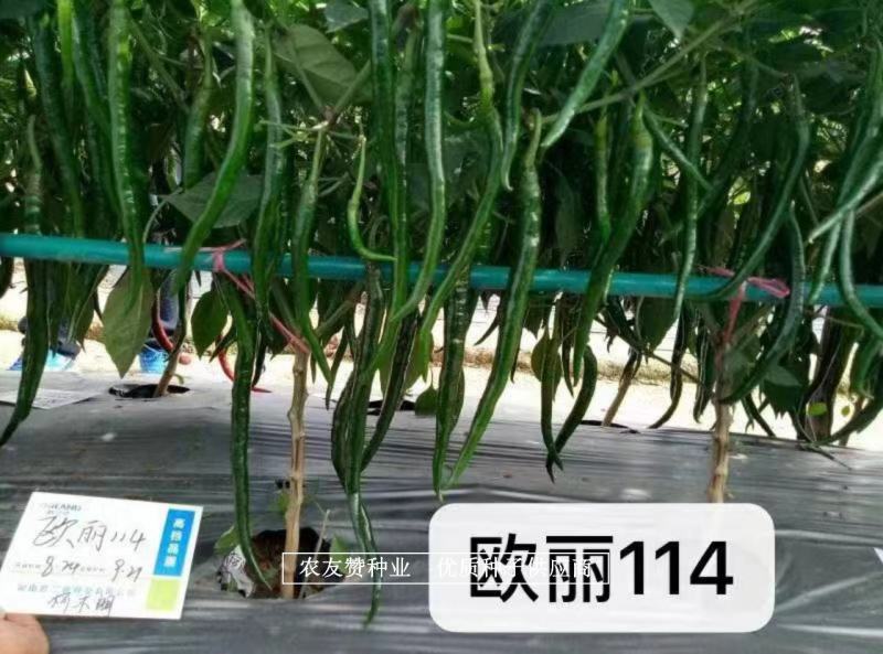 深绿皮长线椒种子欧丽114辣椒种子皮薄味辣，光滑顺直