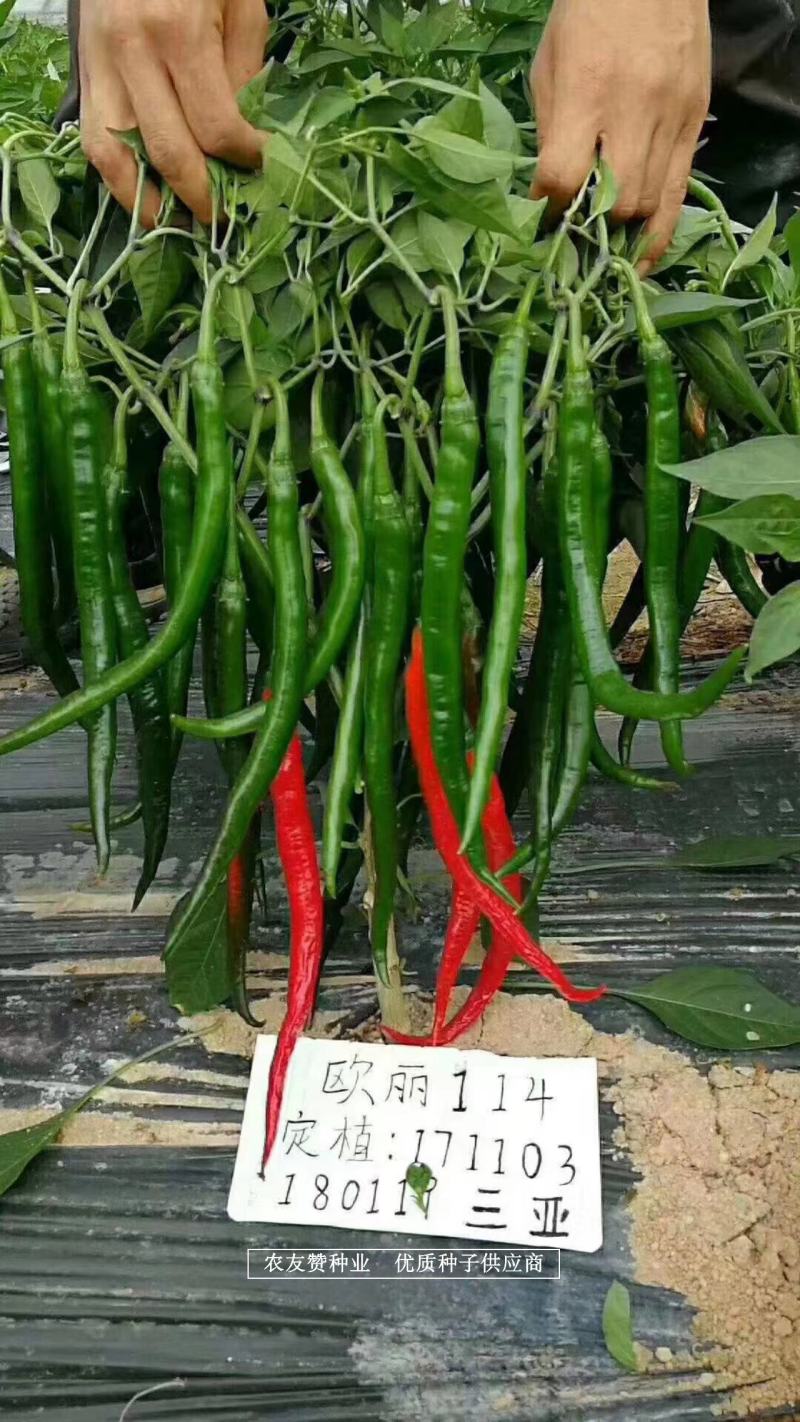 深绿皮长线椒种子欧丽114辣椒种子皮薄味辣，光滑顺直