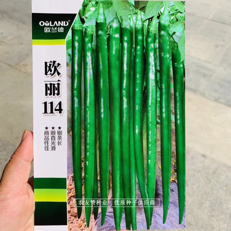 深绿皮长线椒种子欧丽114辣椒种子皮薄味辣，光滑顺直