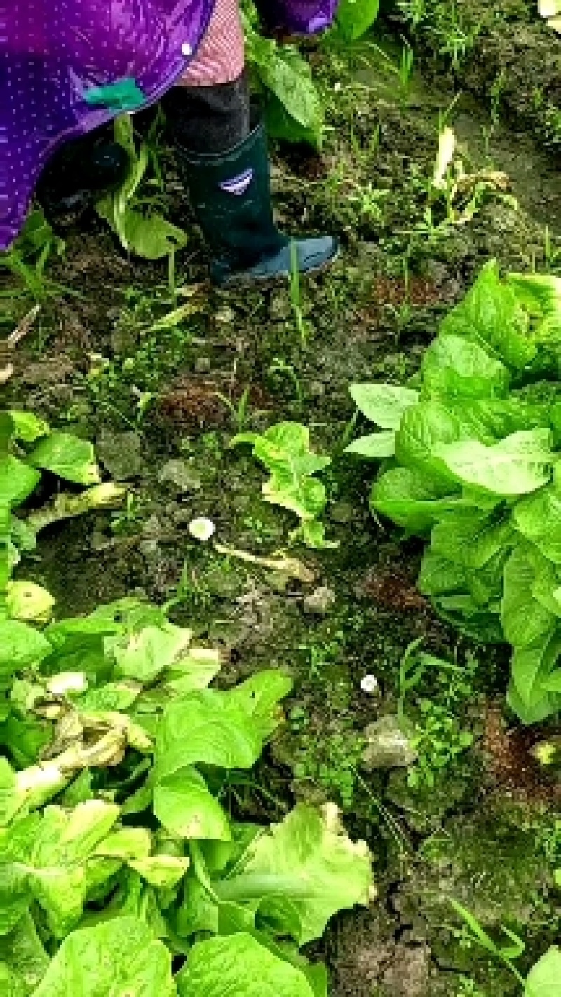 【牛商推荐】优质青皮莴笋欢迎随时打电话了解行情