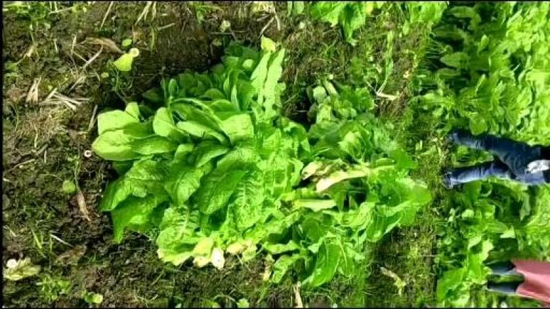 【牛商推荐】优质青皮莴笋欢迎随时打电话了解行情