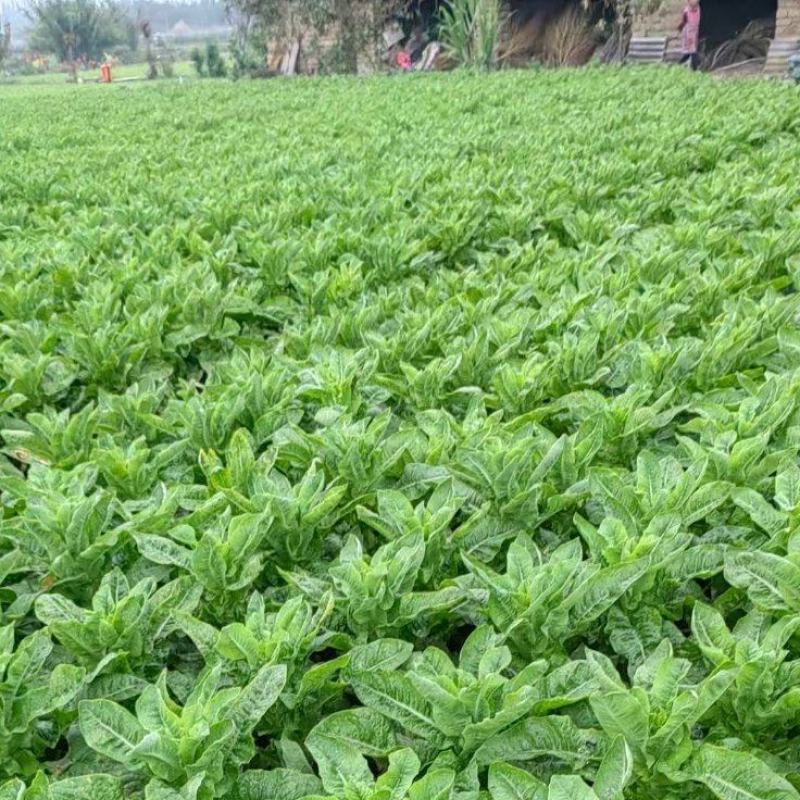 【牛商推荐】优质青皮莴笋欢迎随时打电话了解行情