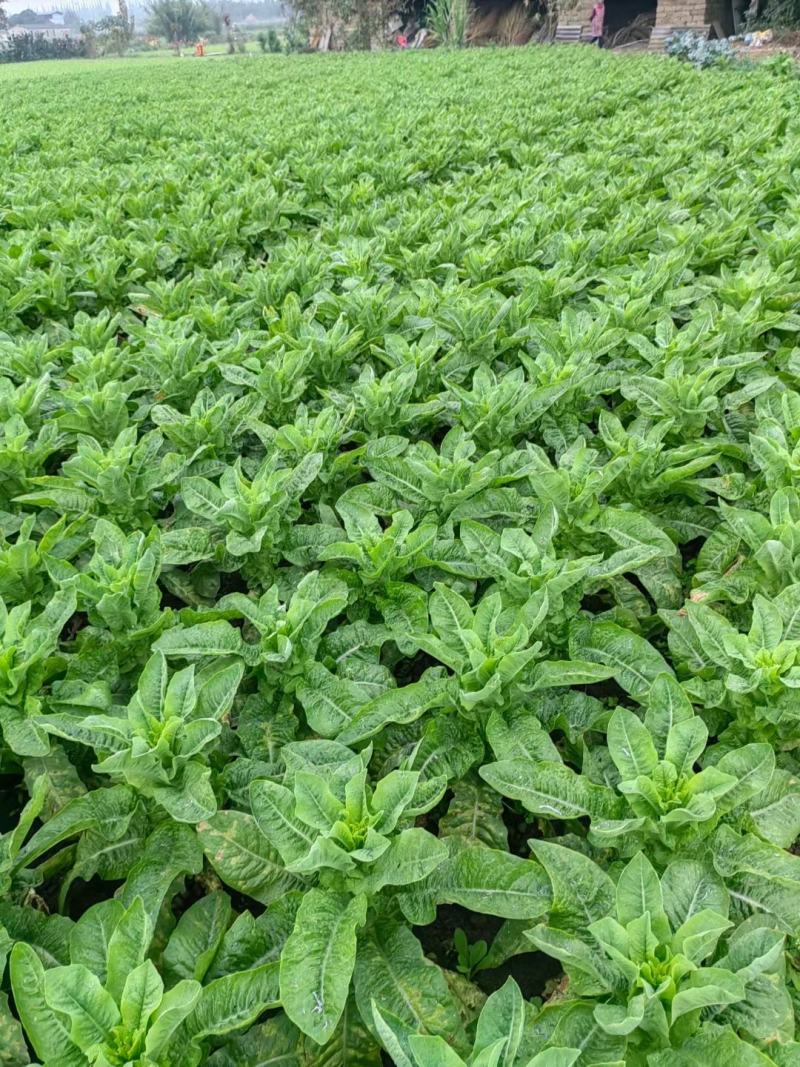【牛商推荐】优质青皮莴笋欢迎随时打电话了解行情