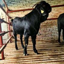 湘永黑山羊繁育基地常年出售优质种羊生态放养