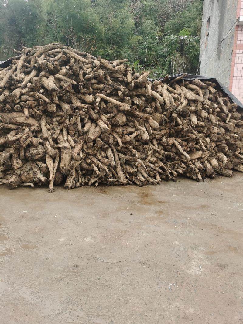 鲜葛根，长期大货供应