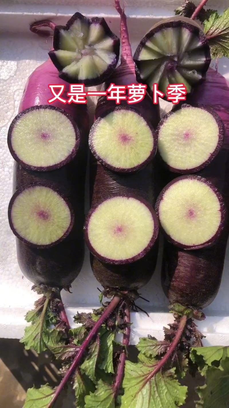 山东紫皮冰激凌萝卜冰糖心萝卜紫皮冰激凌萝卜承接市场电商