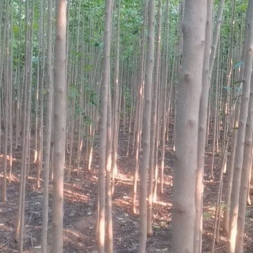 精品一级四公分杜仲苗自家基地直供，价格低质量好。