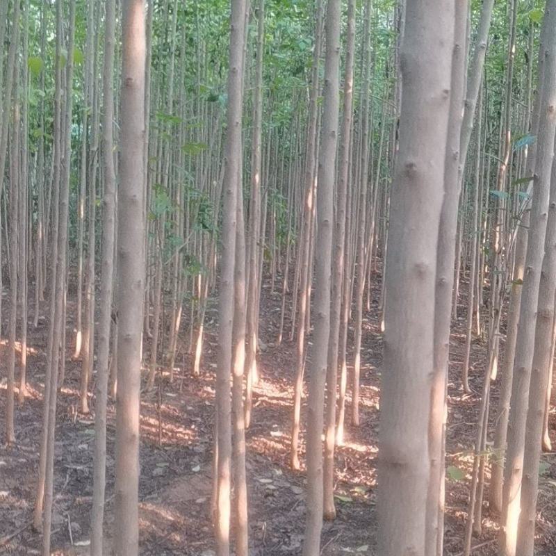 精品一级四公分杜仲苗自家基地直供，价格低质量好。