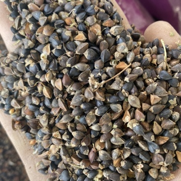 甜荞麦一手货源，货干净无杂质
