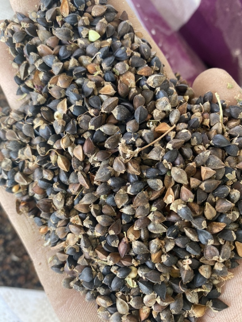 甜荞麦一手货源，货干净无杂质