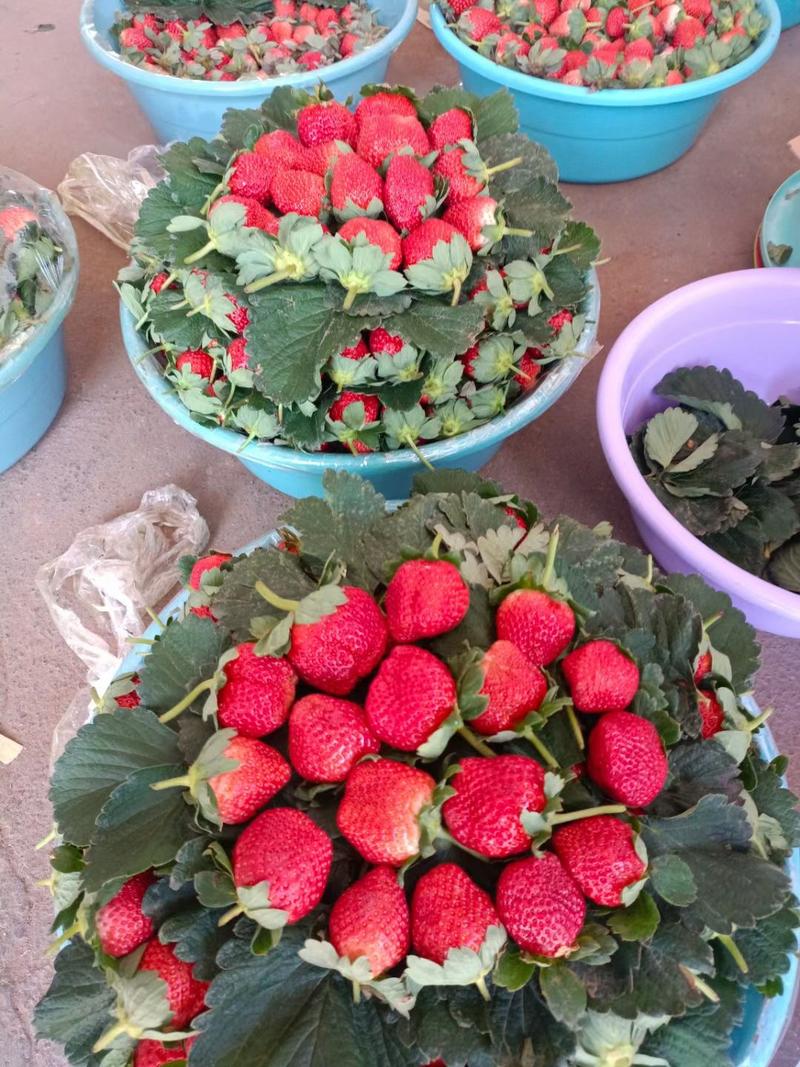 凉山彝族自治州德昌县，冬草莓正式开始，包装齐全，质量保证