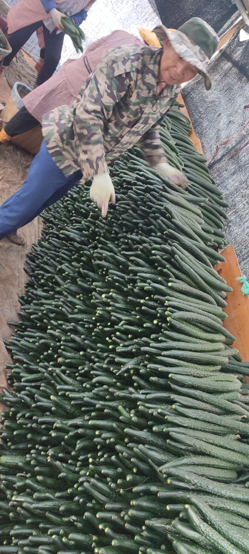 云南密刺黄瓜元谋县黄瓜大量现货供应